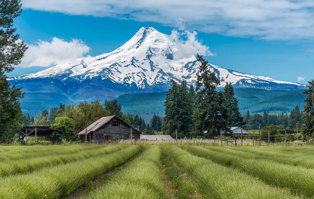 Mt. Hood